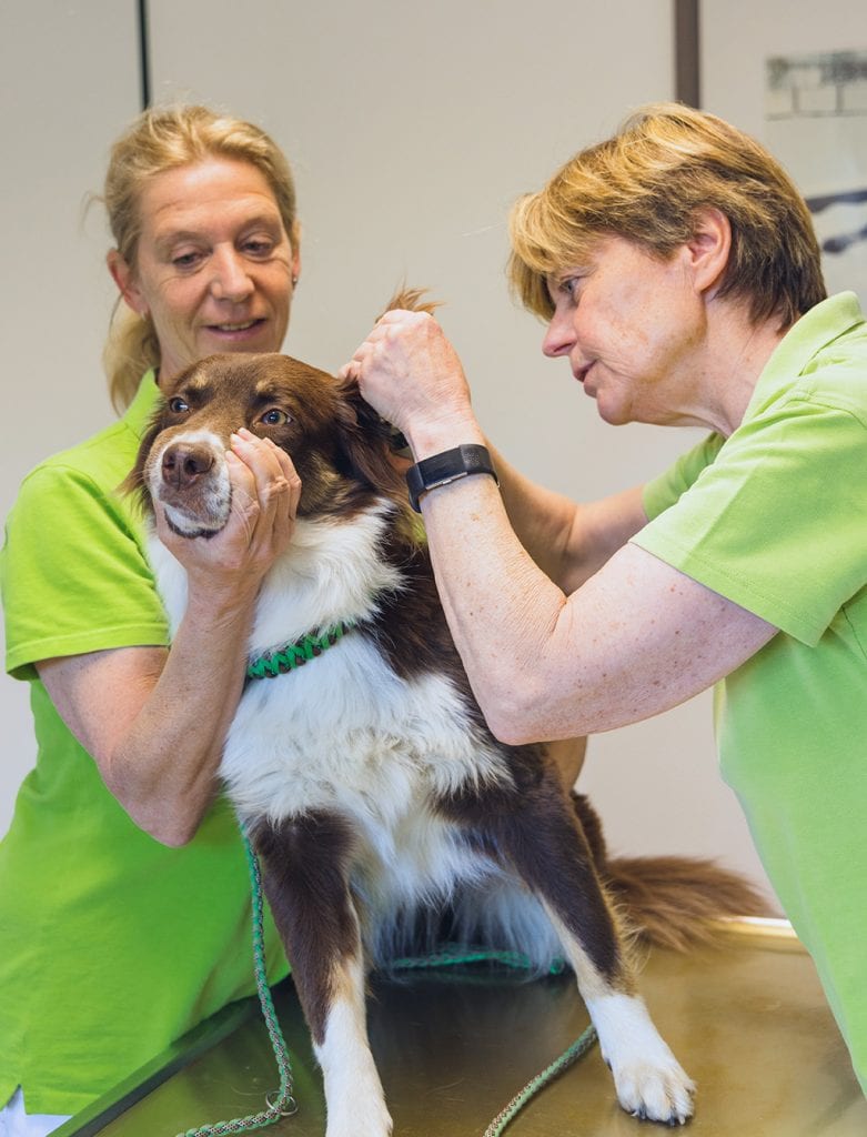 DocElli - Tierärztliche Gemeinschaftspraxis Hilden 1 DocElli Tierarztpraxis Hilden - docelli fachwissen fuersorge img