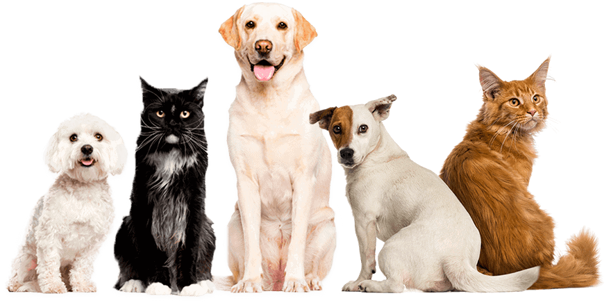 DocElli - Tierärztliche Gemeinschaftspraxis Hilden 2 DocElli Tierarztpraxis Hilden - docelli trenner tiere home